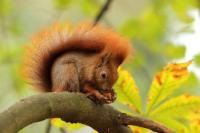 Red squirrel