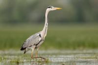 Ardea cinerea