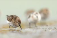 Calidris alpina