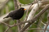 Turdus merula