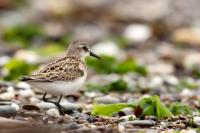 Calidris minuta