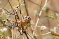 Madeira fauna