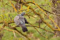 Columba palumbus