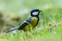 Parus major