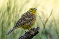 Emberiza citrinella