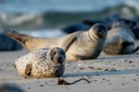 Harbor seal