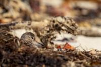 Calidris maritima