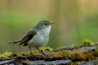 Phylloscopus collybita