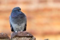 Columba livia domestica