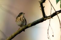 Anthus trivialis