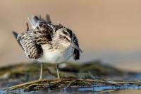 Calidris falcinellus