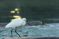 Egretta garzetta