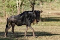 Blue wildebeest