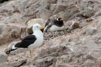 Larus dominicanus