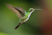 Costa Rica fauna