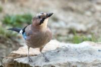 Garrulus glandarius