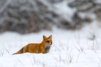 Red fox