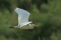 Cyprus FAUNA