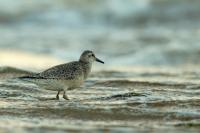 Calidris canutus