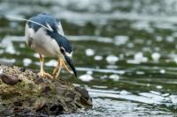 Nycticorax nycticorax