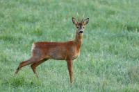 Roe deer