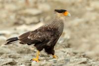 Caracara plancus