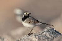 Motacilla alba