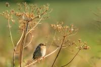 Emberiza calandra