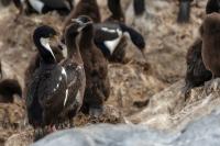 Phalacrocorax atriceps