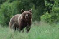 Brown bear