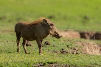 Common warthog