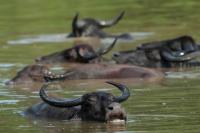 Sri Lanka FAUNA