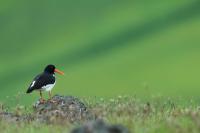 Haematopus ostralegus