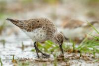 Calidris ferruginea