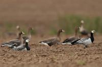 Branta leucopsis