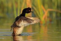 Podiceps nigricollis