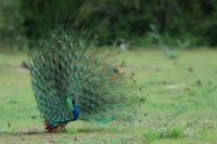 Pavo cristatus