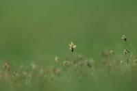 Mongolia flora