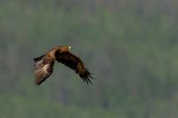 Aquila nipalensis