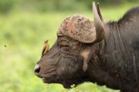 African buffalo