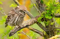 Hungary - FAUNA