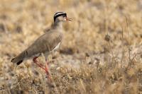 Vanellus coronatus