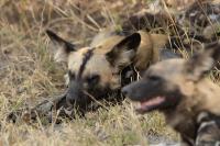 African wild dog