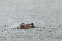 Common hippopotamus