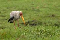 Mycteria ibis