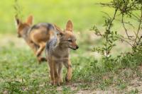 Black-backed jackal