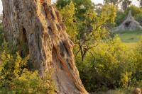 Botswana - landscape