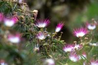 ECUADOR -FLOWERS