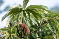 ECUADOR -FLORA