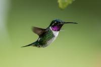 ECUADOR-FAUNA